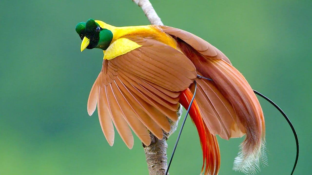 Kuis Satwa Indonesia